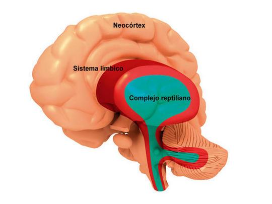 modelo de cerebro mostrando los tres cerebros